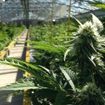 OPREZ: Laboratorije za proizvodnju narkotika u Srbiji u porastu! Oprez - laboratorije za proizvodnju narkotika u srbiji u porastu!