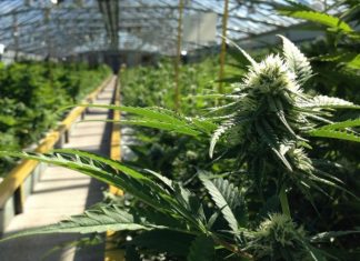 OPREZ: Laboratorije za proizvodnju narkotika u Srbiji u porastu! Oprez - laboratorije za proizvodnju narkotika u srbiji u porastu!