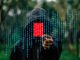 Hakeri kao heroji: Kako je etičko hakovanje promenilo svet