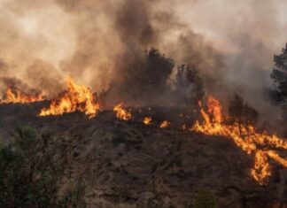 Šta su nam julski požari zaista pokazali? Šta su nam julski požari zaista pokazali?