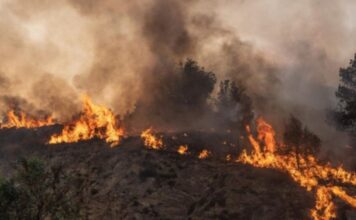 Šta su nam julski požari zaista pokazali? Šta su nam julski požari zaista pokazali?